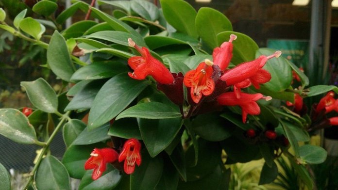 Lipstick Plant: Care and Propagation Tips