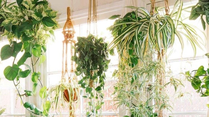 Essential Care Tips for Low Light-Hanging Plants Indoor