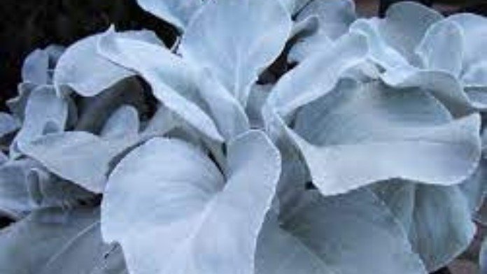 angel wings plant