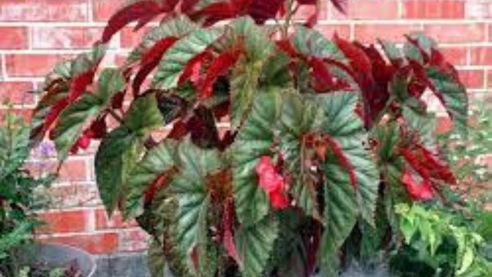 angel wing begonia plant