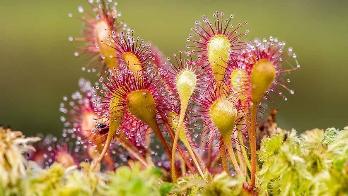 carnivorous sundew plant