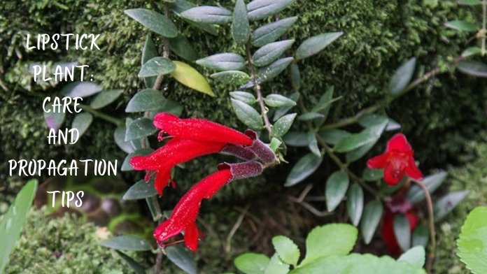 lipstick plant