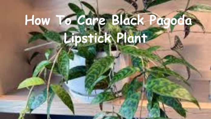 Black Pagoda Lipstick Plant