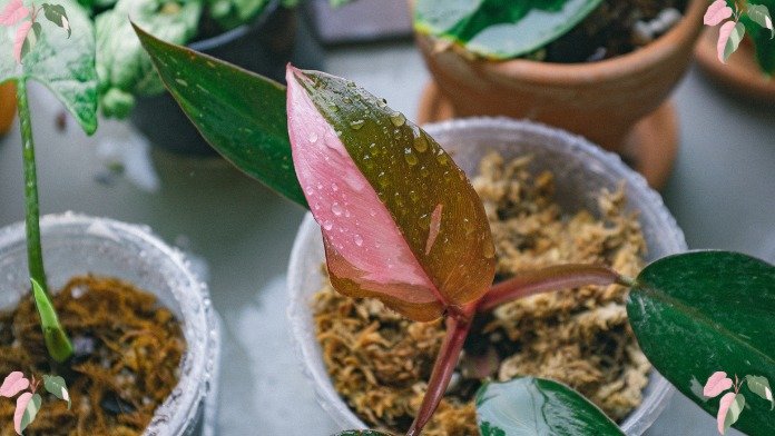 how to care for a pink princess plant