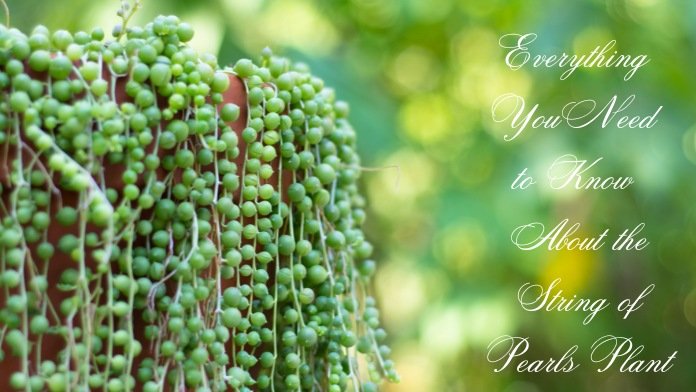 String-of-Pearls-Plant