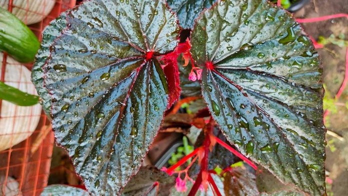 angel wing begonia plant