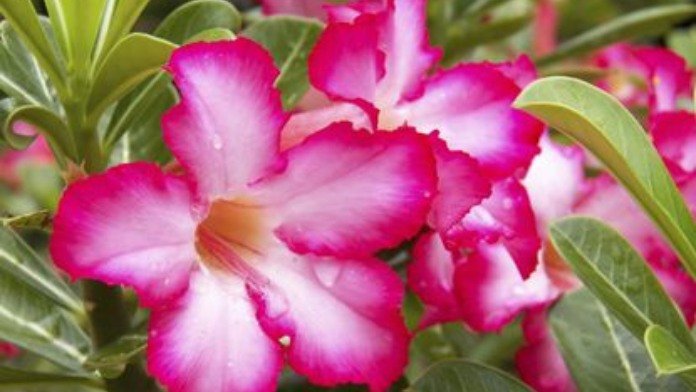 how to care for desert rose plant 