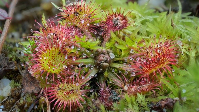 carnivorous sundew plant